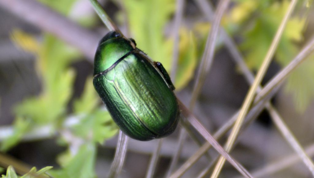 Anomala vitis, Rutelidae